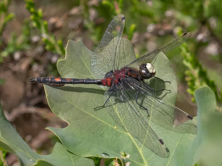 Leucorrhinia dubia (Small Whiteface) male-4.jpg